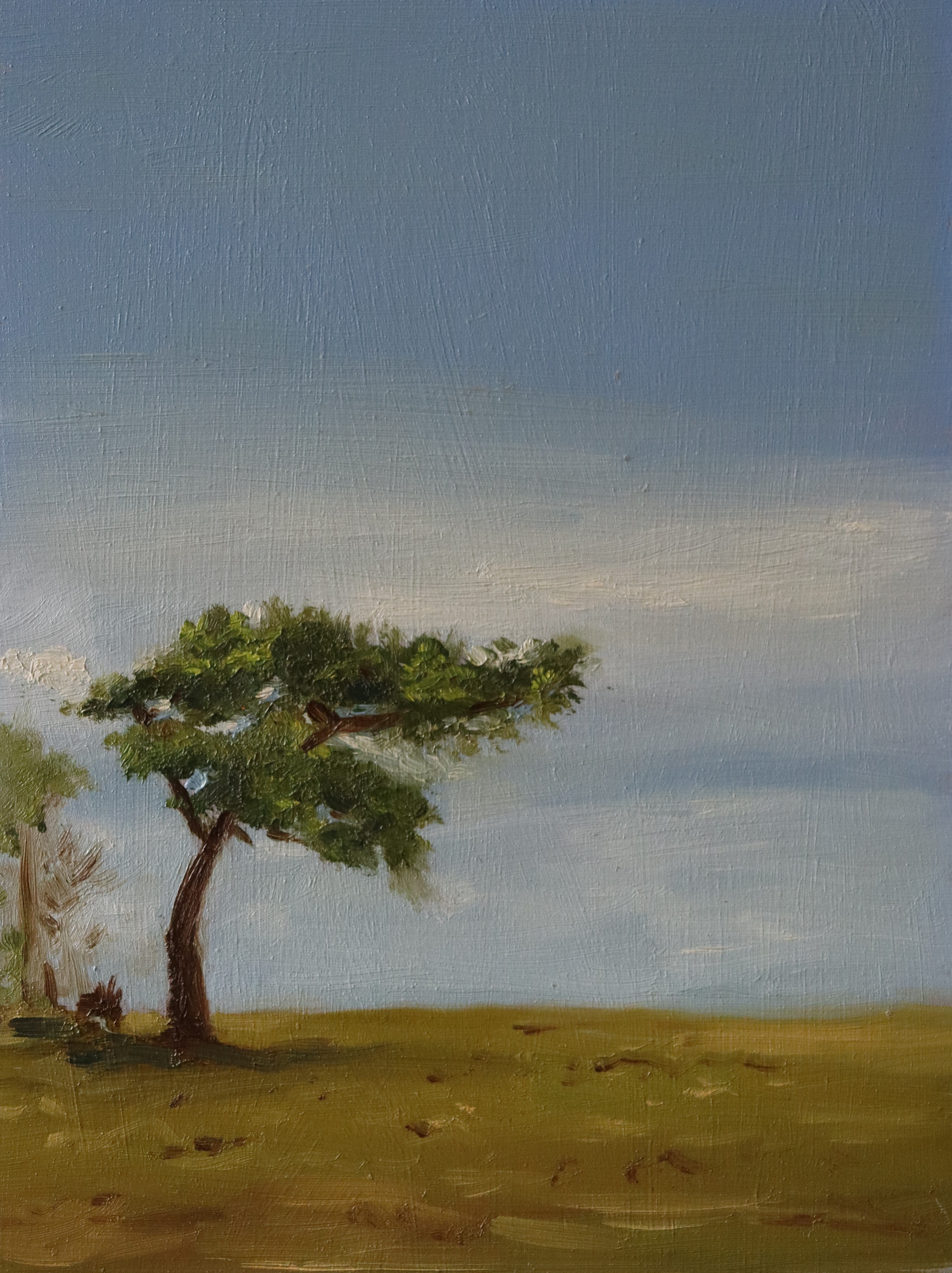 original oil painting of a single tree on a hill (waseley hill ) on the outskirts of birmingham.