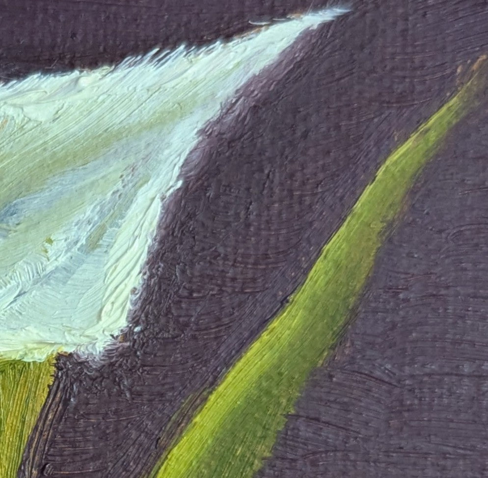 White Calla Lily
